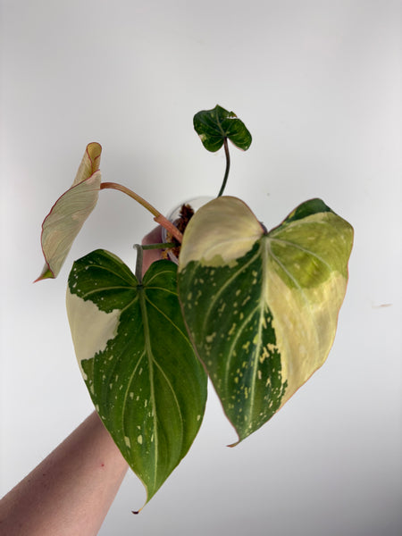 Philodendron gloriosum variegated small plant C