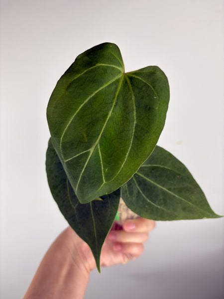 Anthurium king of spades x Fort Sherman C