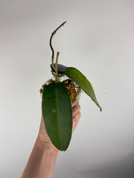 hoya stenakei dark A
