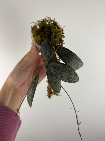 Hoya sigillatis silver