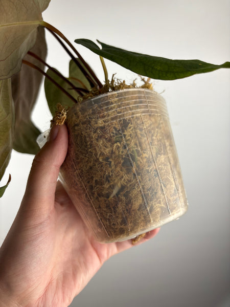 Anthurium papillilaminum fort sherman x red dark phoenix