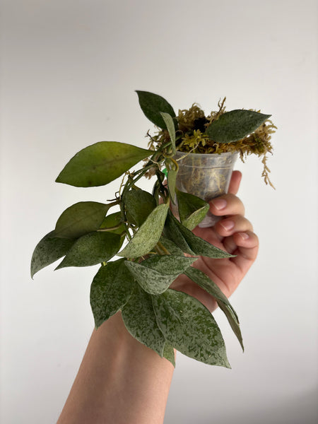 hoya lacunosa nirwana C