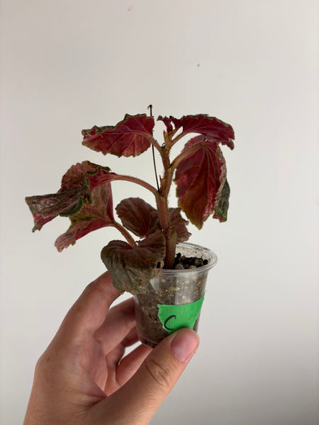 begonia cucullata pink variegated C