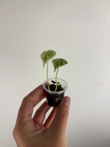 alocasia longiloba marble