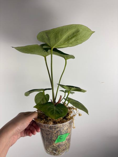 Anthurium king of spades C multi growth