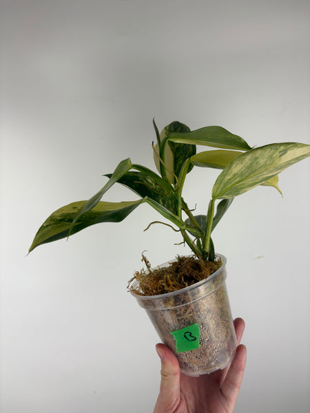 Philodendron silver sword variegated B