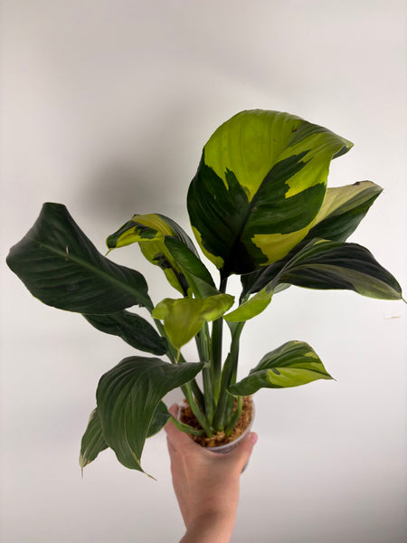 Spathiphyllum sensation aurea
