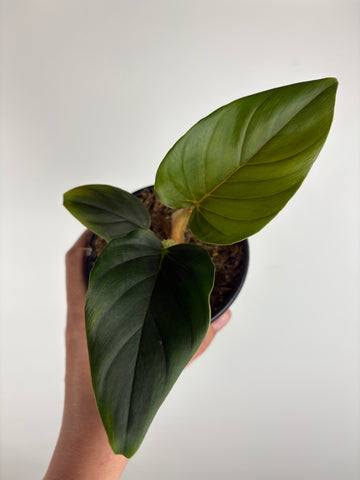 Philodendron Serpens 4"