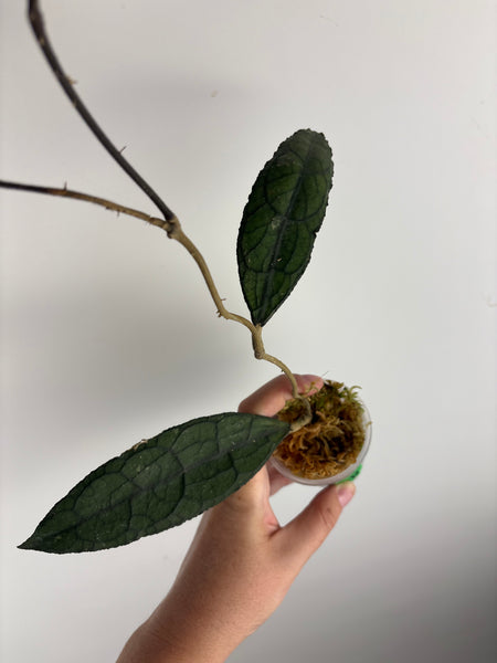 hoya clemensiorum black D