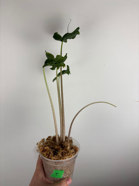 Alocasia holy grail C