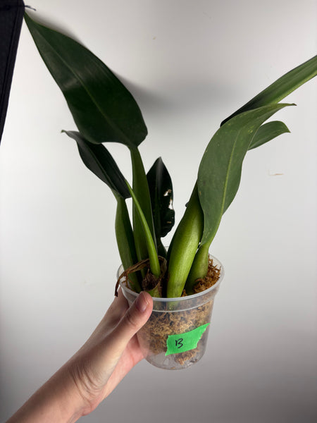 philodendron martianum B