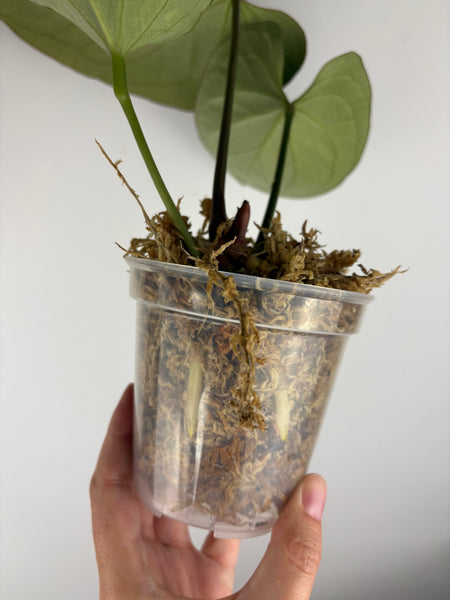 Anthurium king of spades large C
