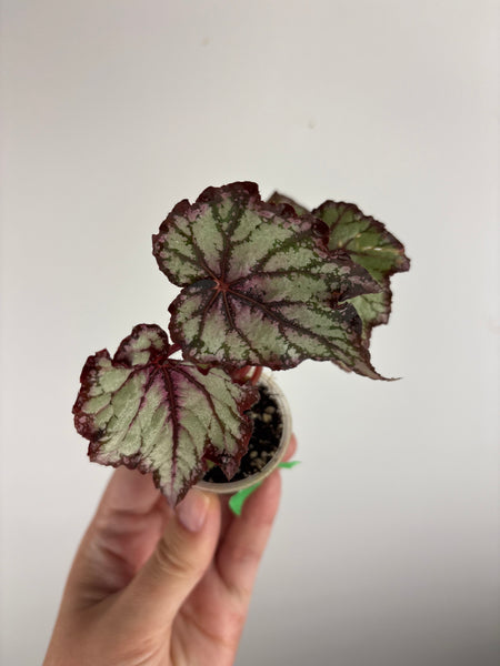 begonia robert golden