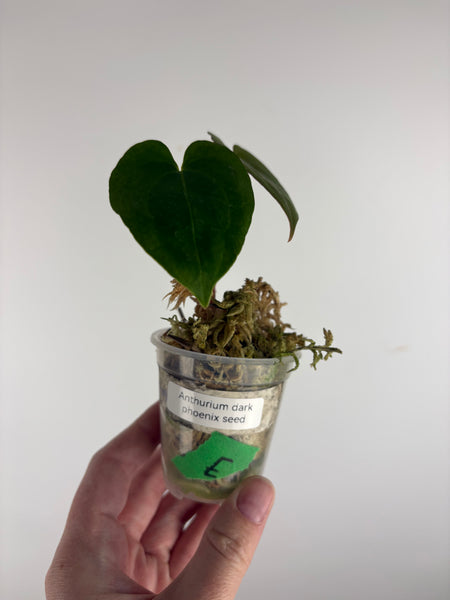 Anthurium Dark Pheonix seed E