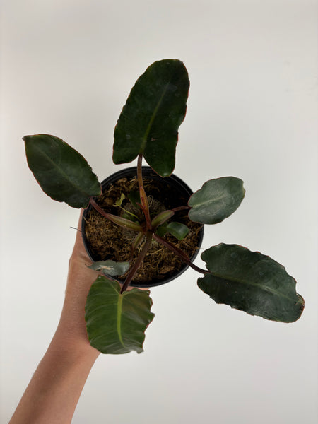 Philodendron Billietae Black 4 inch