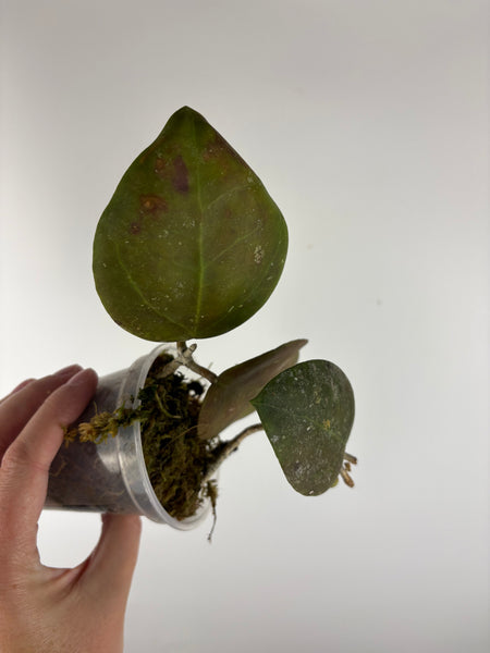 hoya Benchaii round leaf B