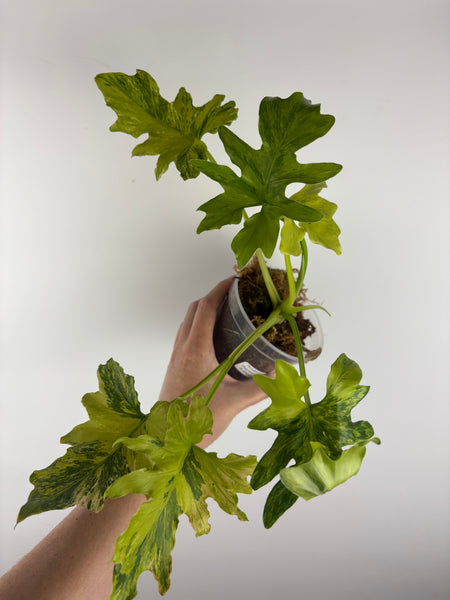 Philodendron thaumatophyllum dragon fire