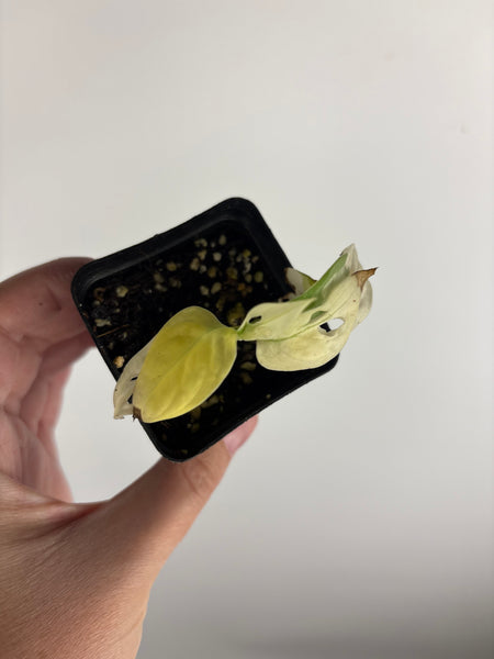 Monstera adansonii variegated