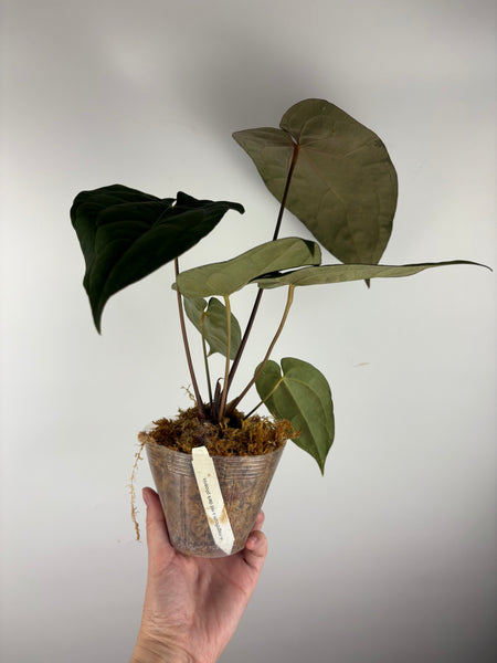 Anthurium magnificum x red dark phoenix