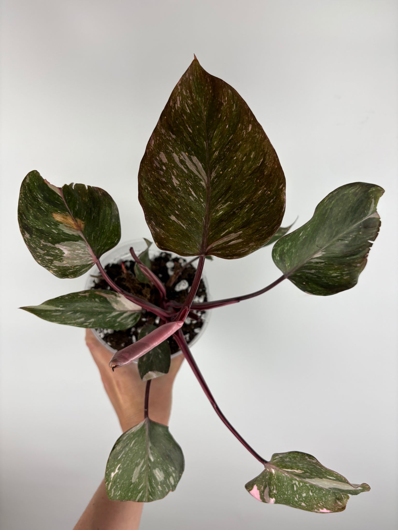 Philodendron pink princess marble galaxy 1