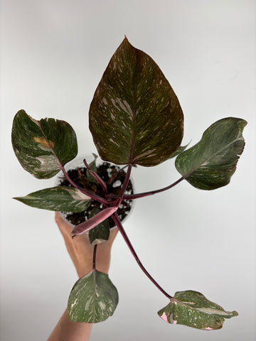 Philodendron pink princess marble galaxy 1