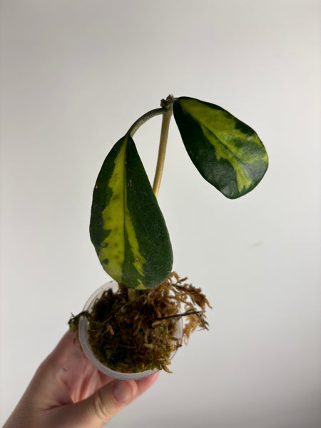 hoya diversifolia maharani C
