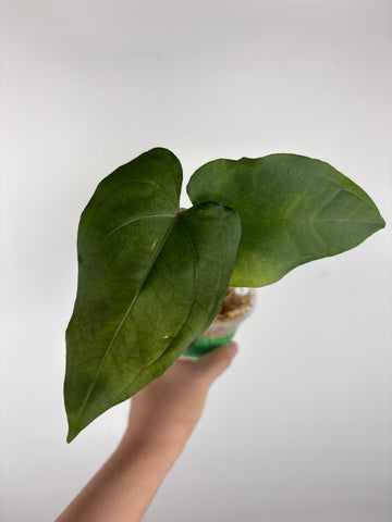 Anthurium velvet mask x papillilaminum 4
