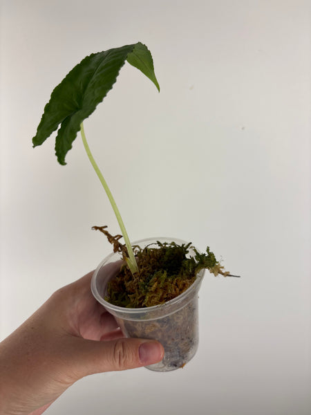 Alocasia olanii