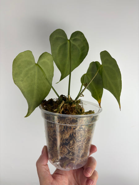 Anthurium King clari original Indonesia C