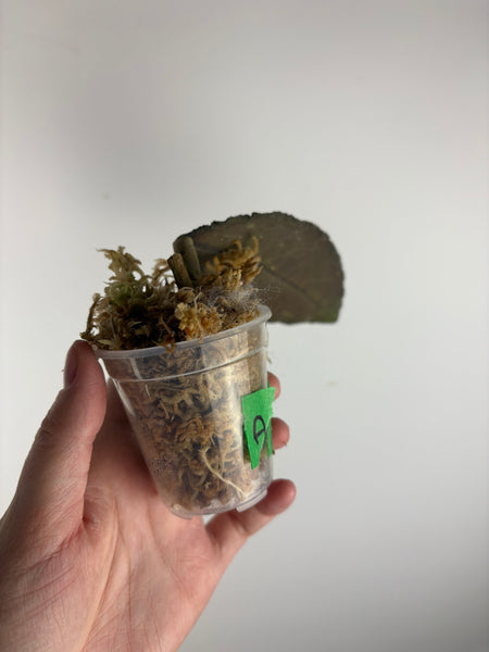 hoya clemensorium aceh splash A