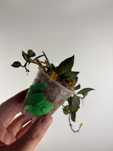 hoya lacunosa illumi C