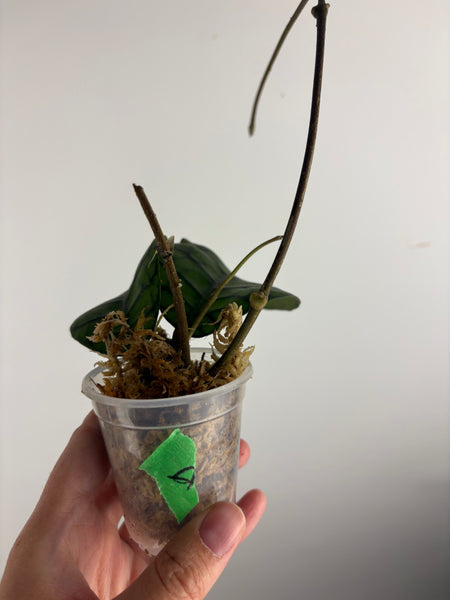 hoya callistophylla obsidian D