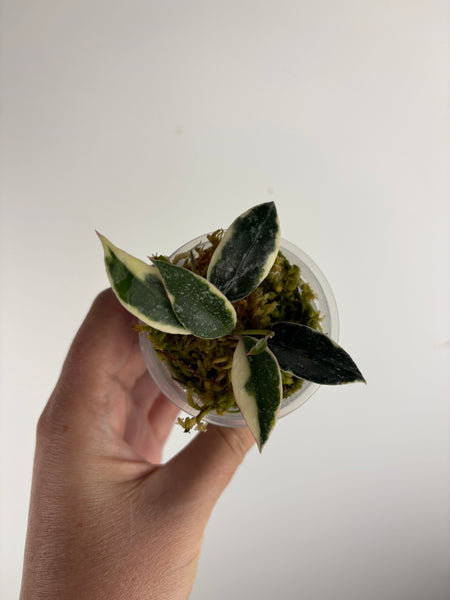 Hoya lacunosa ‘princess lumina’