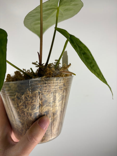 Anthurium (Zara x Michelle) x dressleri