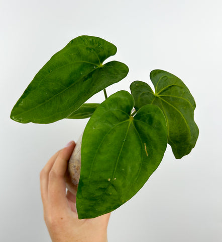 Anthurium Dresselri x Dresselri A (Thailand)