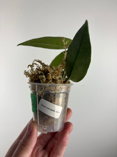 hoya stenakei dark A