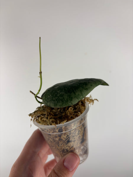 Hoya purpureofusca x imbricata