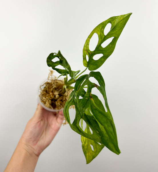 Monstera adansonii indo mint/marble B