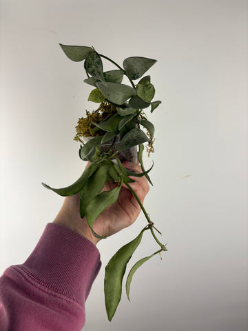 hoya lacunosa silver silvana 1