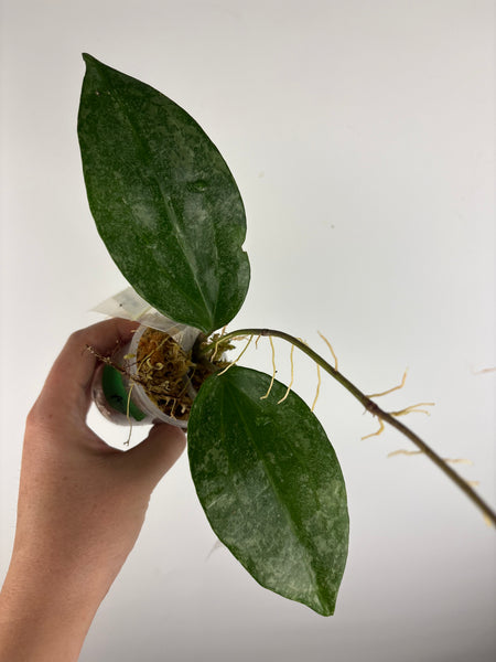 Hoya Latifolia 'rimba perak'
