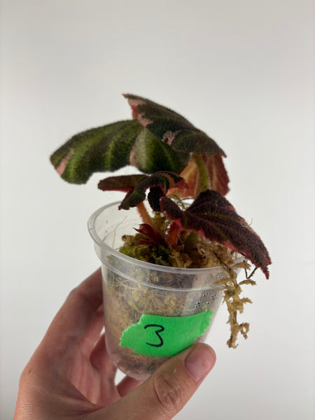 Begonia solimutata Variegated 3