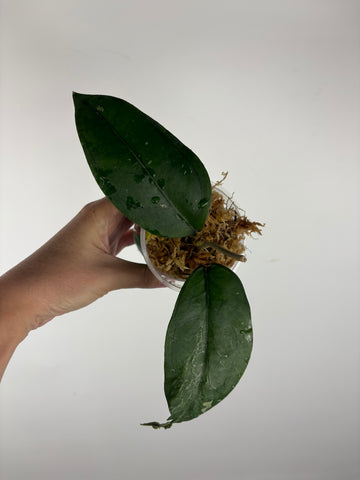 Hoya sp aceh air suri 4
