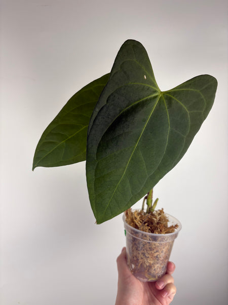 Anthurium black sweet x black nero A