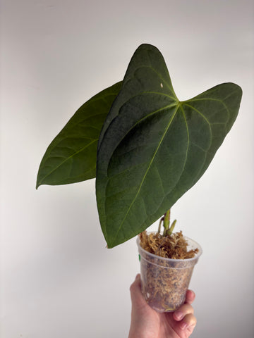 Anthurium black sweet x black nero A