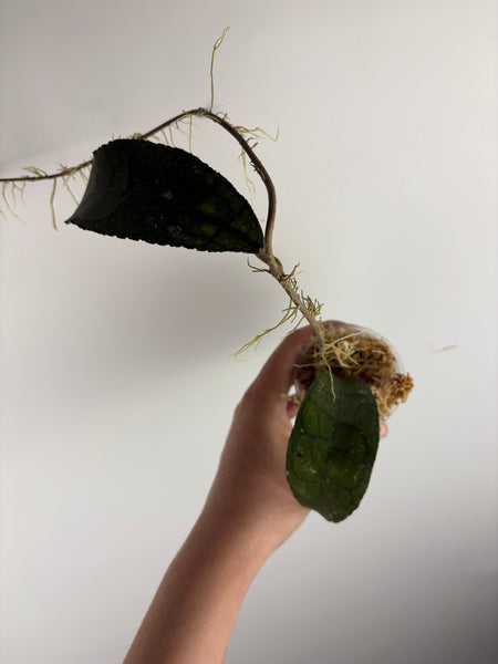 hoya clemensiorum waterfall B