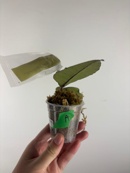 hoya sp aceh black octopus A