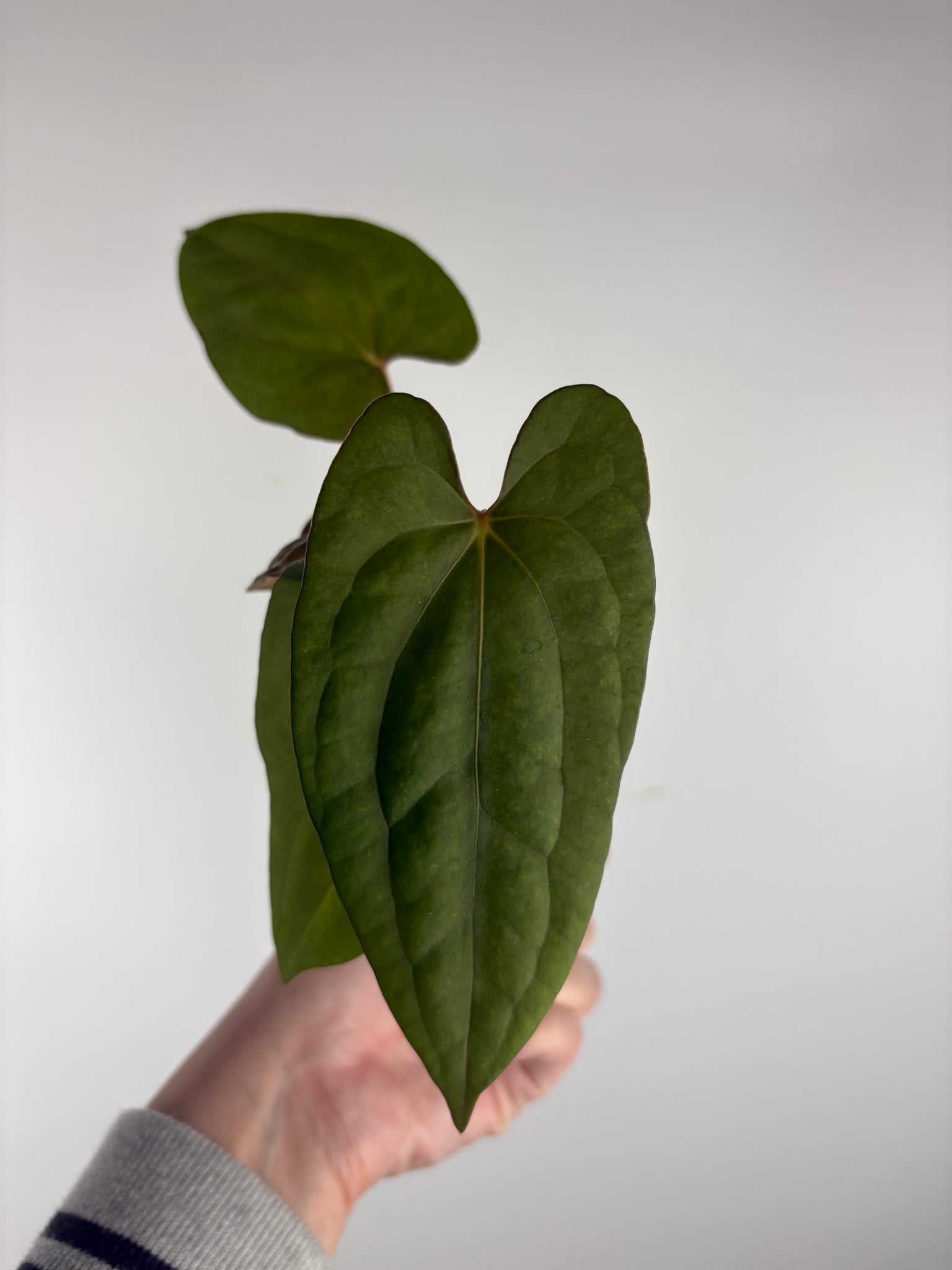 Anthurium BVIT x black sweet C