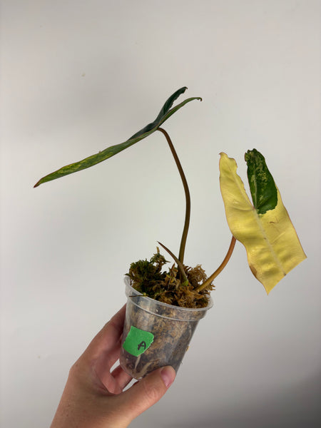 Philodendron billietiae variegated A
