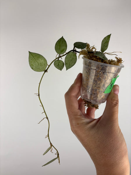 Hoya lacunosa sulcata 8A
