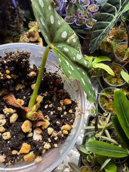 Begonia maculata medium rooted mid cut in soil with new growth